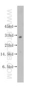 Myeloid Leukemia Factor 2 antibody, 11835-1-AP, Proteintech Group, Western Blot image 
