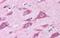 Cadherin EGF LAG Seven-Pass G-Type Receptor 2 antibody, NLS1940, Novus Biologicals, Immunohistochemistry frozen image 