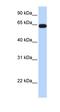 Mediator Complex Subunit 17 antibody, orb324518, Biorbyt, Western Blot image 