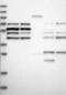 Phosphatidylserine Decarboxylase antibody, NBP1-84213, Novus Biologicals, Western Blot image 