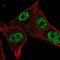 RNA Polymerase III Subunit D antibody, NBP2-49530, Novus Biologicals, Immunofluorescence image 