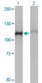 Heat Shock Protein Family A (Hsp70) Member 4 antibody, H00003308-M01, Novus Biologicals, Western Blot image 