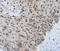 Monocarboxylate transporter 5 antibody, LS-C335286, Lifespan Biosciences, Immunohistochemistry paraffin image 