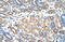 WD Repeat Domain 4 antibody, 29-552, ProSci, Immunohistochemistry frozen image 