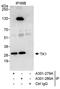 Thymidine Kinase 1 antibody, A301-279A, Bethyl Labs, Immunoprecipitation image 