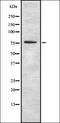 Autophagy Related 3 antibody, orb337112, Biorbyt, Western Blot image 