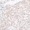 Histone-lysine N-methyltransferase SETD1A antibody, A300-289A, Bethyl Labs, Immunohistochemistry frozen image 
