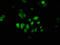 Piwi Like RNA-Mediated Gene Silencing 4 antibody, LS-C673047, Lifespan Biosciences, Immunofluorescence image 