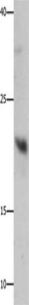 Growth Factor, Augmenter Of Liver Regeneration antibody, CSB-PA634274, Cusabio, Western Blot image 