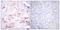 Death Domain Associated Protein antibody, PA5-38111, Invitrogen Antibodies, Immunohistochemistry frozen image 