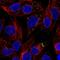Alpha-1-antitrypsin antibody, NBP1-90308, Novus Biologicals, Immunofluorescence image 