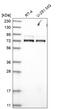 WD Repeat Domain 26 antibody, HPA028539, Atlas Antibodies, Western Blot image 