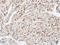 Dual Specificity Phosphatase 10 antibody, NBP2-16235, Novus Biologicals, Immunohistochemistry paraffin image 