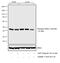 Mitogen-Activated Protein Kinase Kinase 1 antibody, PA1-4631, Invitrogen Antibodies, Western Blot image 
