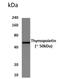 Thymopoietin antibody, GTX53024, GeneTex, Western Blot image 