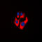 Creatine Kinase, Mitochondrial 2 antibody, LS-C353938, Lifespan Biosciences, Immunofluorescence image 