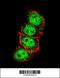 Cyclin D1 antibody, 61-430, ProSci, Immunofluorescence image 