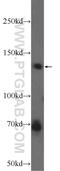 Ankyrin Repeat Domain 50 antibody, 24032-1-AP, Proteintech Group, Western Blot image 