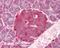 Nucleotide Binding Oligomerization Domain Containing 1 antibody, NB100-56878, Novus Biologicals, Immunohistochemistry paraffin image 