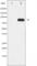 Component Of Inhibitor Of Nuclear Factor Kappa B Kinase Complex antibody, abx010965, Abbexa, Western Blot image 