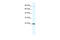 Minichromosome Maintenance Complex Component 4 antibody, 28-543, ProSci, Western Blot image 