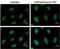 Replication Protein A2 antibody, 56216, QED Bioscience, Immunofluorescence image 