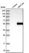 Wnt Family Member 10A antibody, NBP1-86081, Novus Biologicals, Western Blot image 