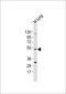 CCAAT Enhancer Binding Protein Gamma antibody, orb318938, Biorbyt, Western Blot image 