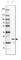 UBA Like Domain Containing 2 antibody, HPA023046, Atlas Antibodies, Western Blot image 