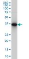 Capping Actin Protein, Gelsolin Like antibody, H00000822-M02, Novus Biologicals, Western Blot image 