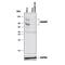 ADAM Metallopeptidase Domain 9 antibody, AF949, R&D Systems, Western Blot image 