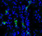 Aquaporin 2 antibody, LS-C150454, Lifespan Biosciences, Immunofluorescence image 