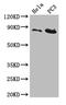 Cullin 2 antibody, CSB-PA623822LA01HU, Cusabio, Western Blot image 