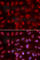 SIN3 Transcription Regulator Family Member A antibody, A1577, ABclonal Technology, Immunofluorescence image 