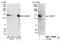 Autophagy And Beclin 1 Regulator 1 antibody, NBP1-30460, Novus Biologicals, Western Blot image 