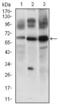 CASP8 And FADD Like Apoptosis Regulator antibody, GTX60781, GeneTex, Western Blot image 
