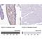 Superoxide Dismutase 3 antibody, NBP2-38493, Novus Biologicals, Immunohistochemistry frozen image 