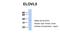 ELOVL Fatty Acid Elongase 5 antibody, 26-437, ProSci, Western Blot image 