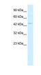 Tripartite Motif Containing 69 antibody, NBP1-80052, Novus Biologicals, Western Blot image 