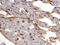 Thrombomodulin antibody, MAB3894, R&D Systems, Immunohistochemistry paraffin image 