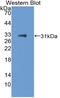 T-Box 21 antibody, LS-C315042, Lifespan Biosciences, Western Blot image 