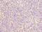 Zinc finger protein 131 antibody, LS-C395022, Lifespan Biosciences, Immunohistochemistry frozen image 