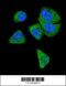 Complement C6 antibody, 62-549, ProSci, Immunofluorescence image 
