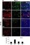 IL-12 antibody, NB600-1443, Novus Biologicals, Immunohistochemistry frozen image 