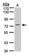 Annexin A6 antibody, GTX101604, GeneTex, Western Blot image 