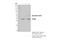 Transmembrane Protein 173 antibody, 50494S, Cell Signaling Technology, Immunoprecipitation image 