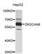 Zinc Finger With KRAB And SCAN Domains 8 antibody, STJ26239, St John