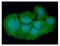 Vacuolar protein sorting-associated protein VTA1 homolog antibody, GTX57656, GeneTex, Immunofluorescence image 