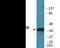 CAMP Responsive Element Binding Protein 1 antibody, EKC2064, Boster Biological Technology, Western Blot image 