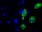 Transforming Acidic Coiled-Coil Containing Protein 3 antibody, GTX83531, GeneTex, Immunofluorescence image 
